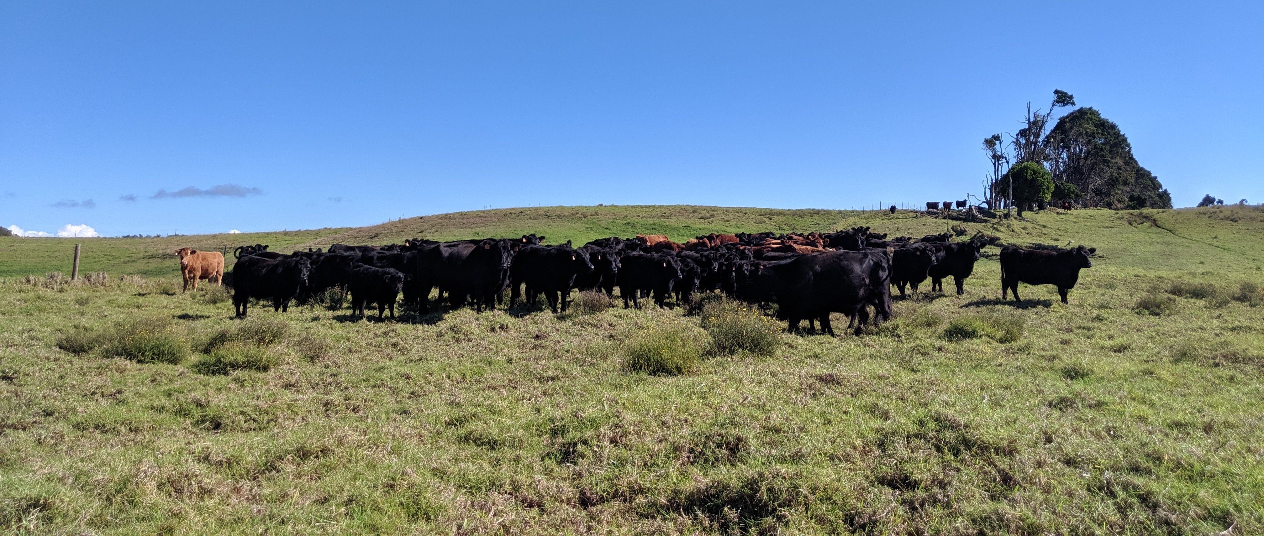 Cattle Cypriano